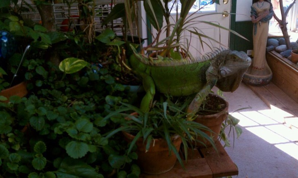 A dedicated sunroom is a wonderful place to house your green iguana