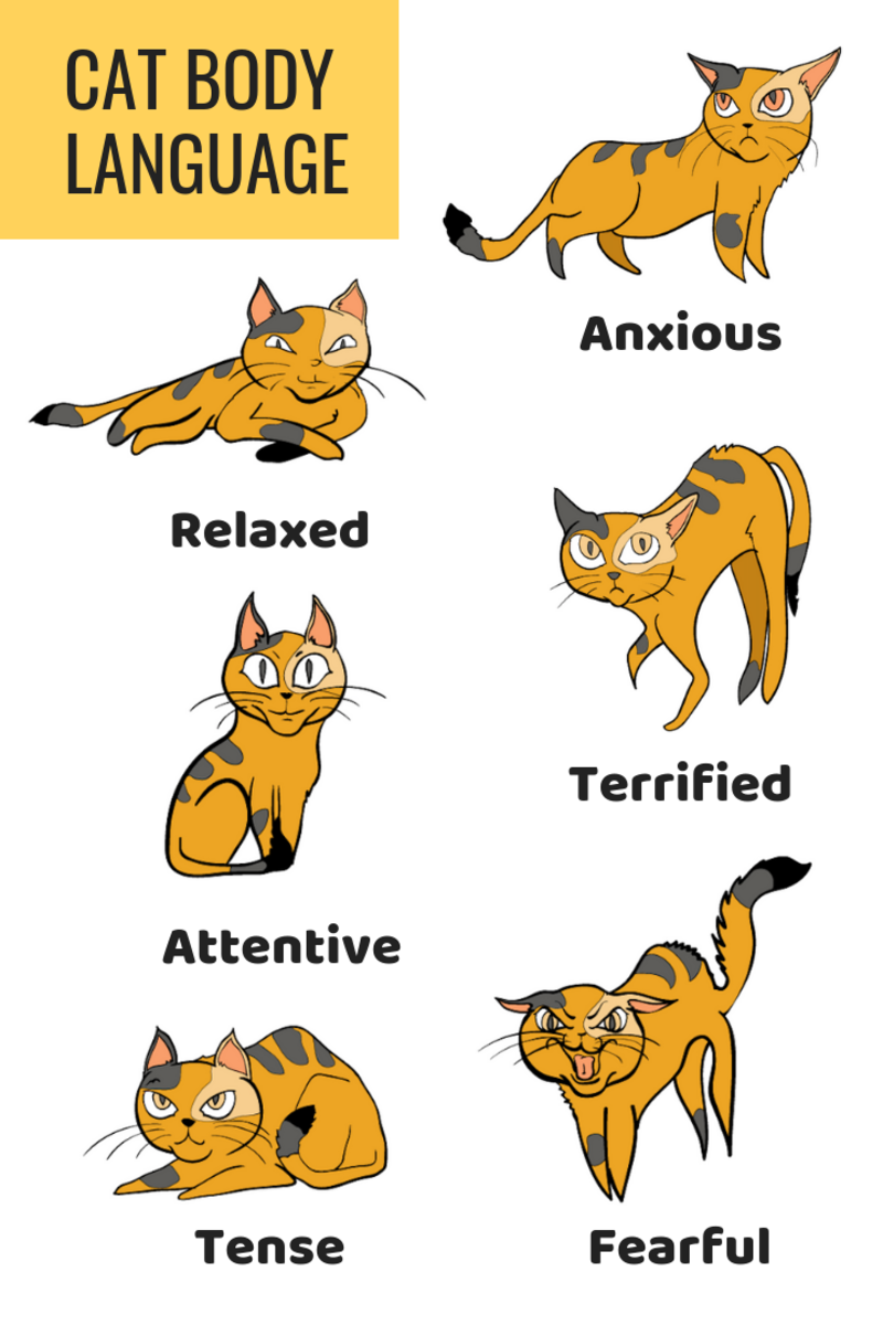 Pay close attention to your cats' body language to determine who is the aggressor and who is the victim.