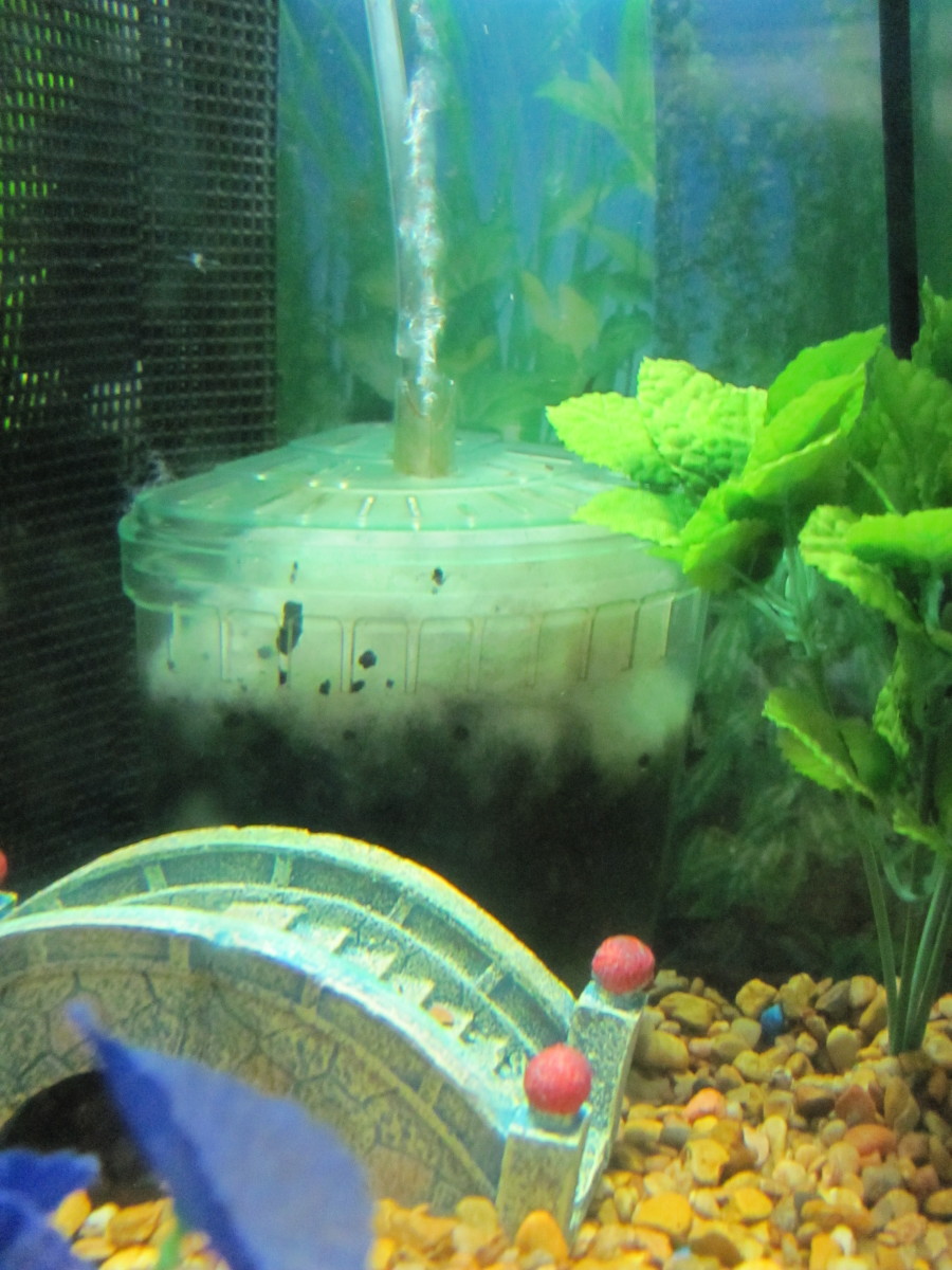 What Happened to the Box/Corner Filter for Fish Tanks? - PetHelpful