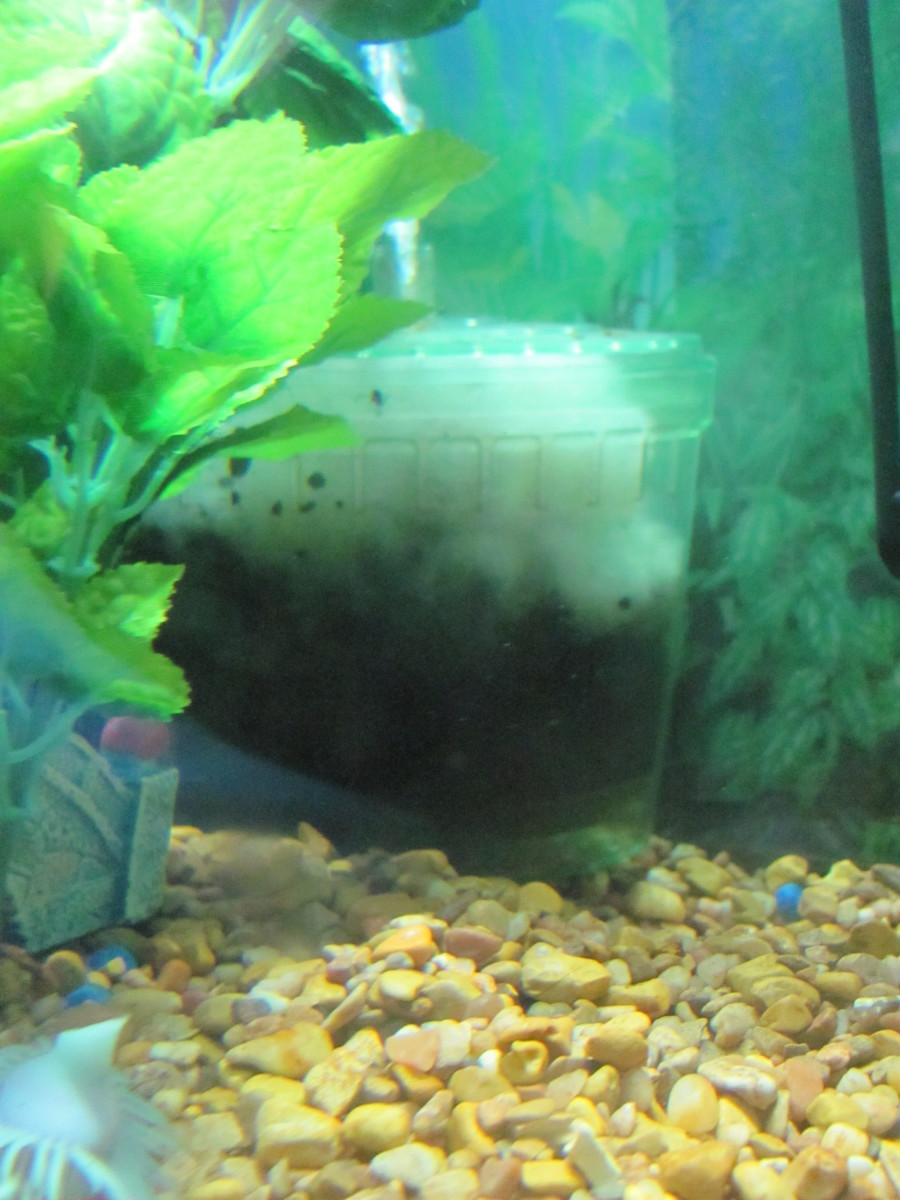 If you want to try something different in your tank, give a box filter a try!