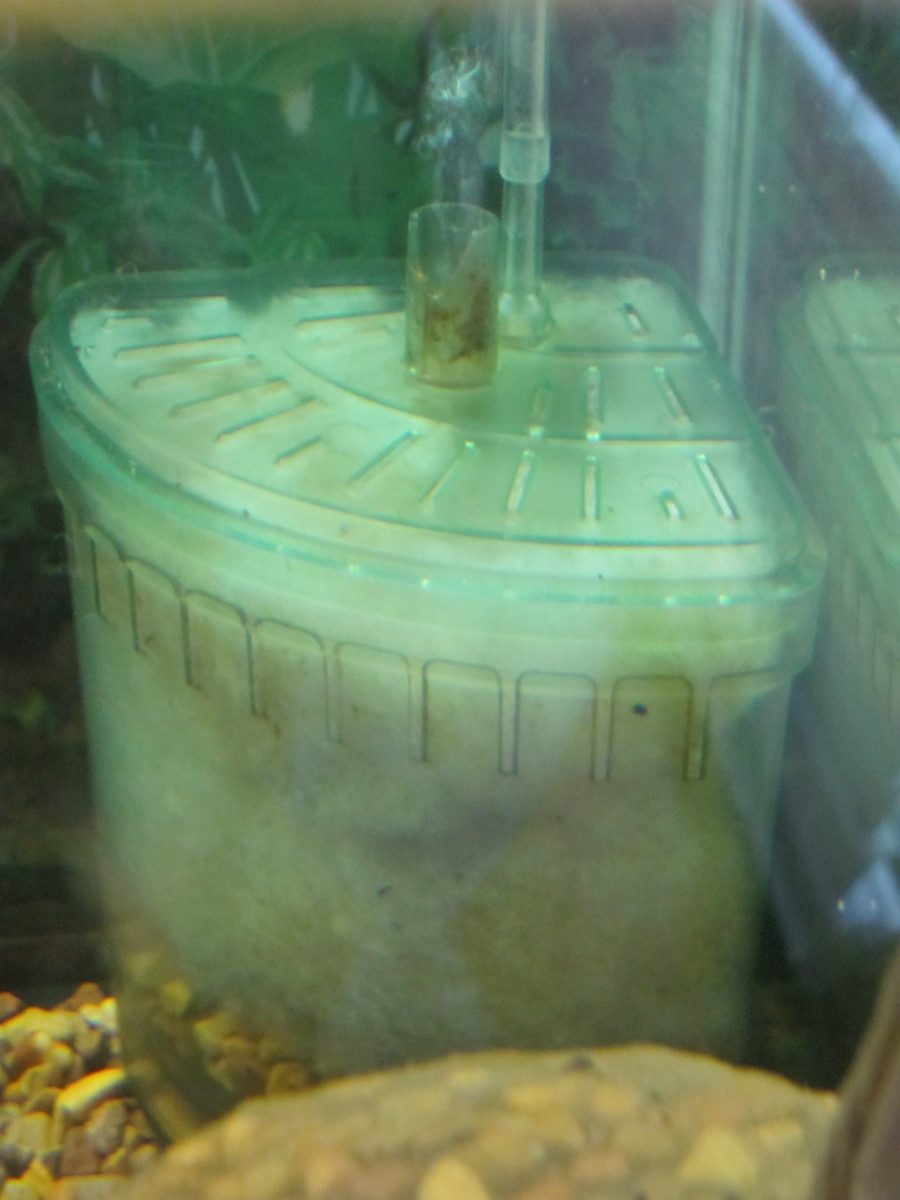 Box filters create a weak current at the surface, making them safe even for fry. This particular filter is a corner filter, as you can see from its shape.