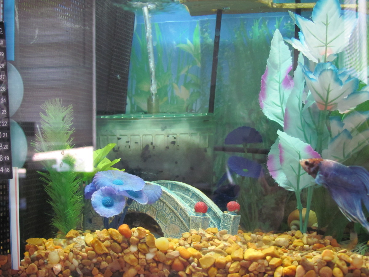 Box filters tend to be considered unsightly, and while they do spoil the illusion of an all-natural tank, there are things you can do to conceal them.