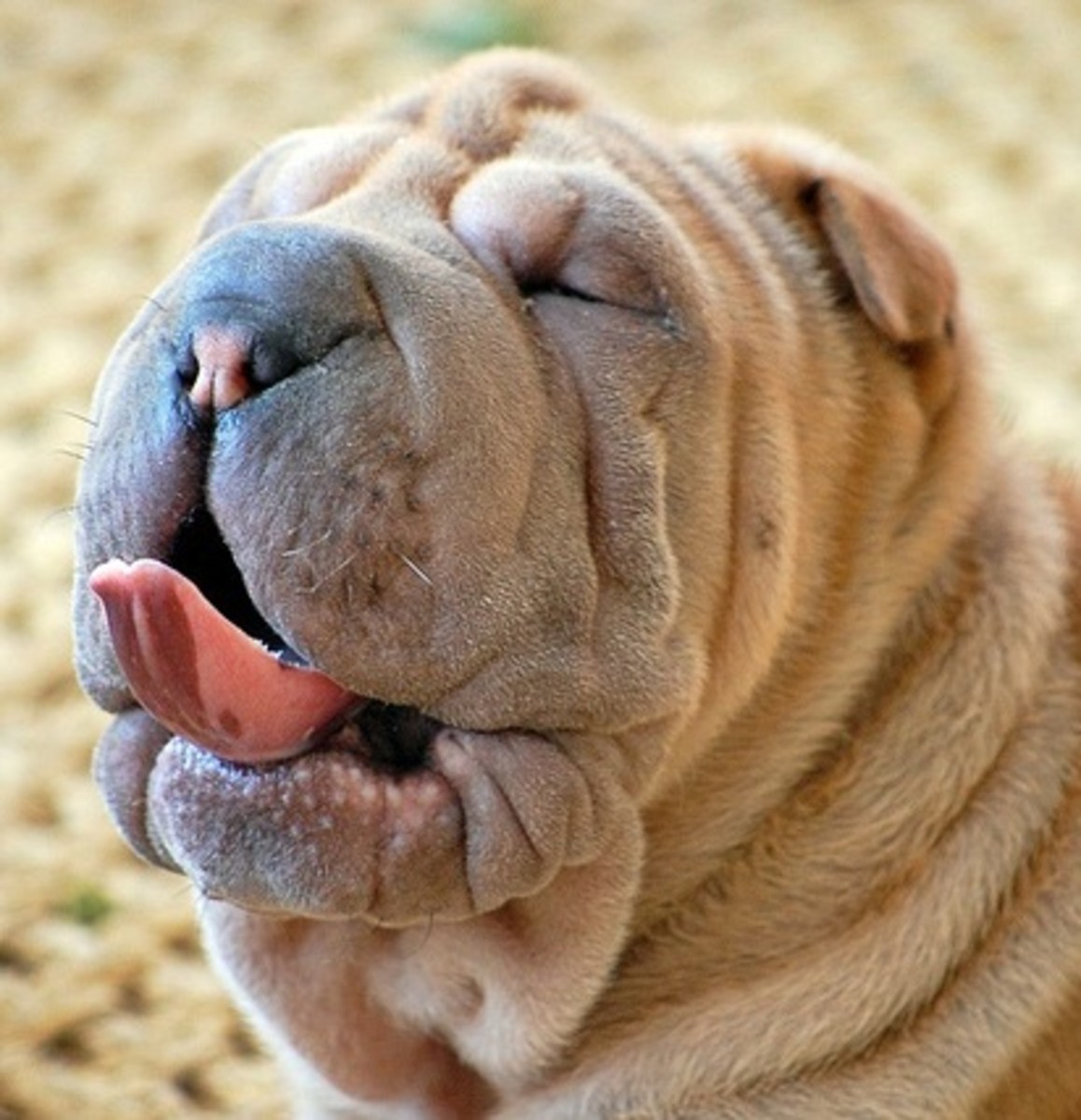 Dogs like the Shar-Pei may have entropion. When eyelashes rub against the cornea, it can cause a red, irritated eye.