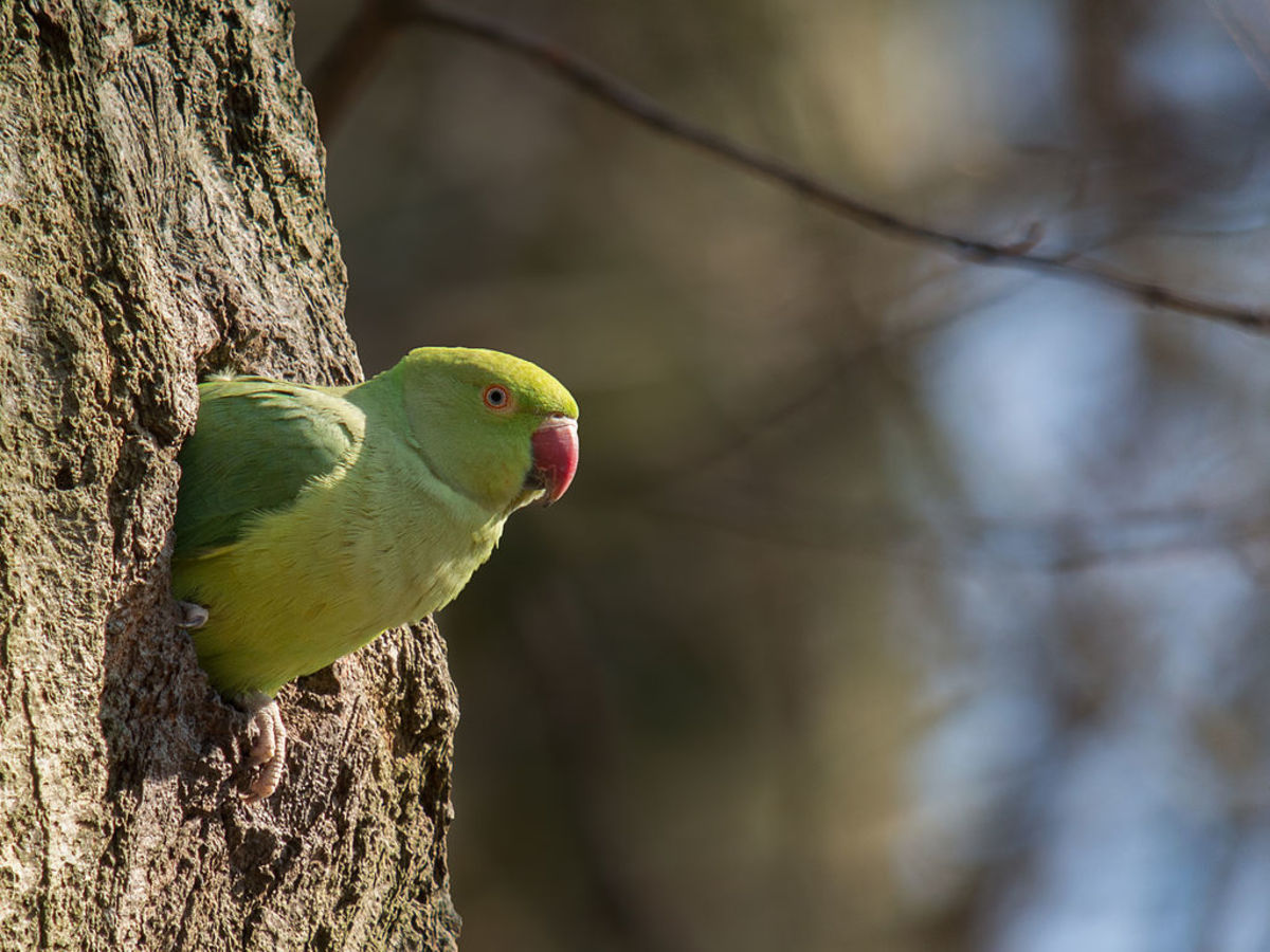 Parrots and parakeets nest in large holes in trees and rocks. This hole is probably larger than it looks, in order to fit a nest, eggs and, eventually, young parakeets.