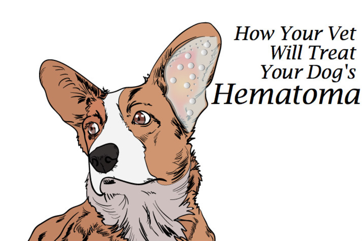 what causes a hematoma in dogs ear