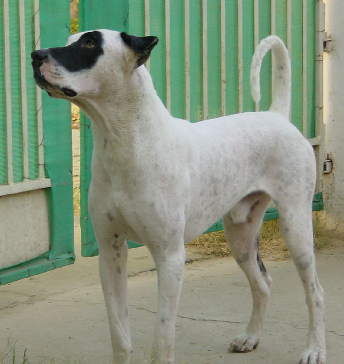 Alangu or Sindh Mastiff
