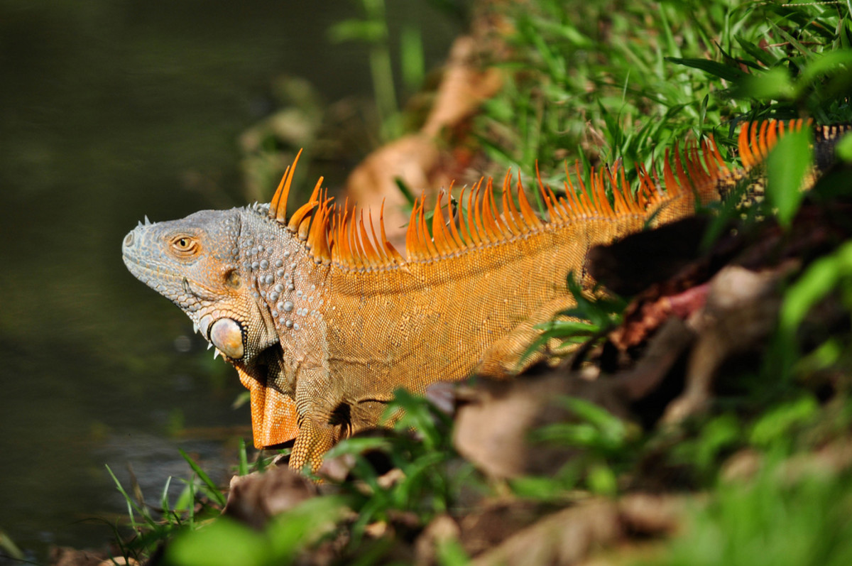 A wild iguana in Florida.