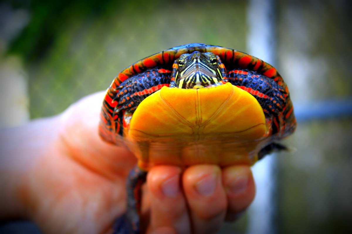 An adult red-eared slider. 