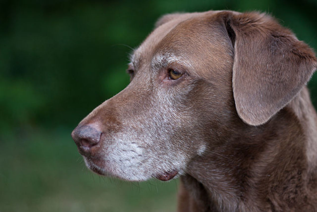 Graying muzzles are one of the signs of any aging dog.
