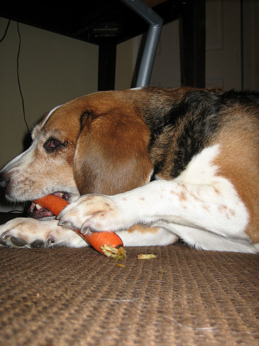Carrots are a healthy treat and will help your senior dog with weight management. 