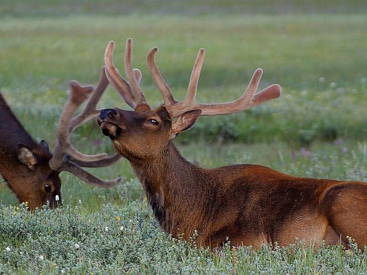 Yellowstone Elk in Velvet. Elk velvet helps relieve joint pain in humans and dogs