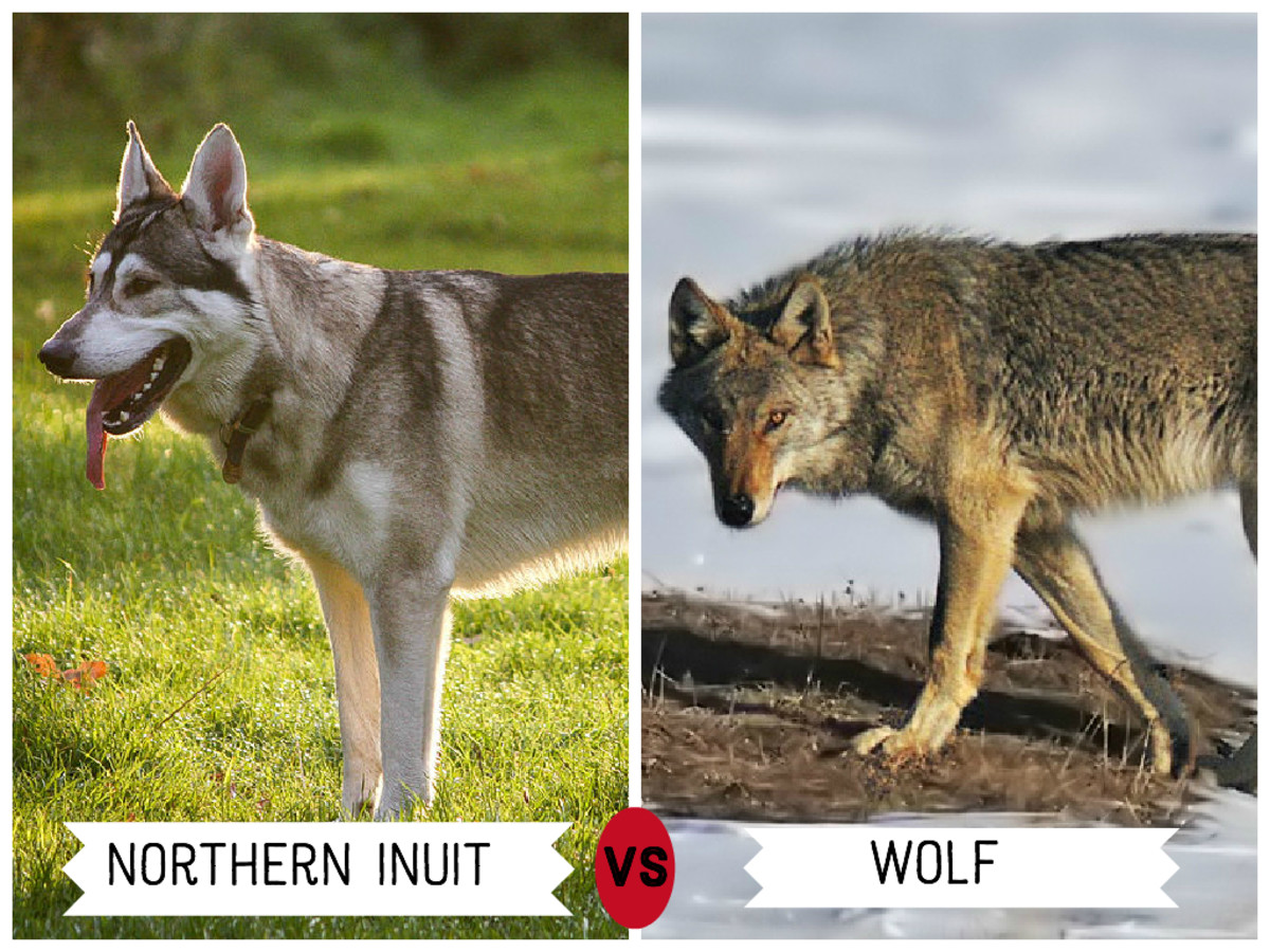 11 Dogs That Look Like Wolves Pethelpful By Fellow Animal Lovers And Experts