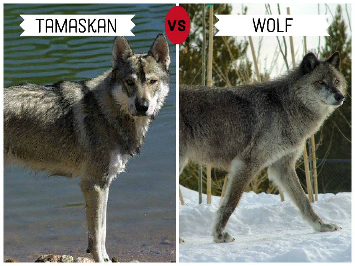 are huskies or malamutes closer to wolves