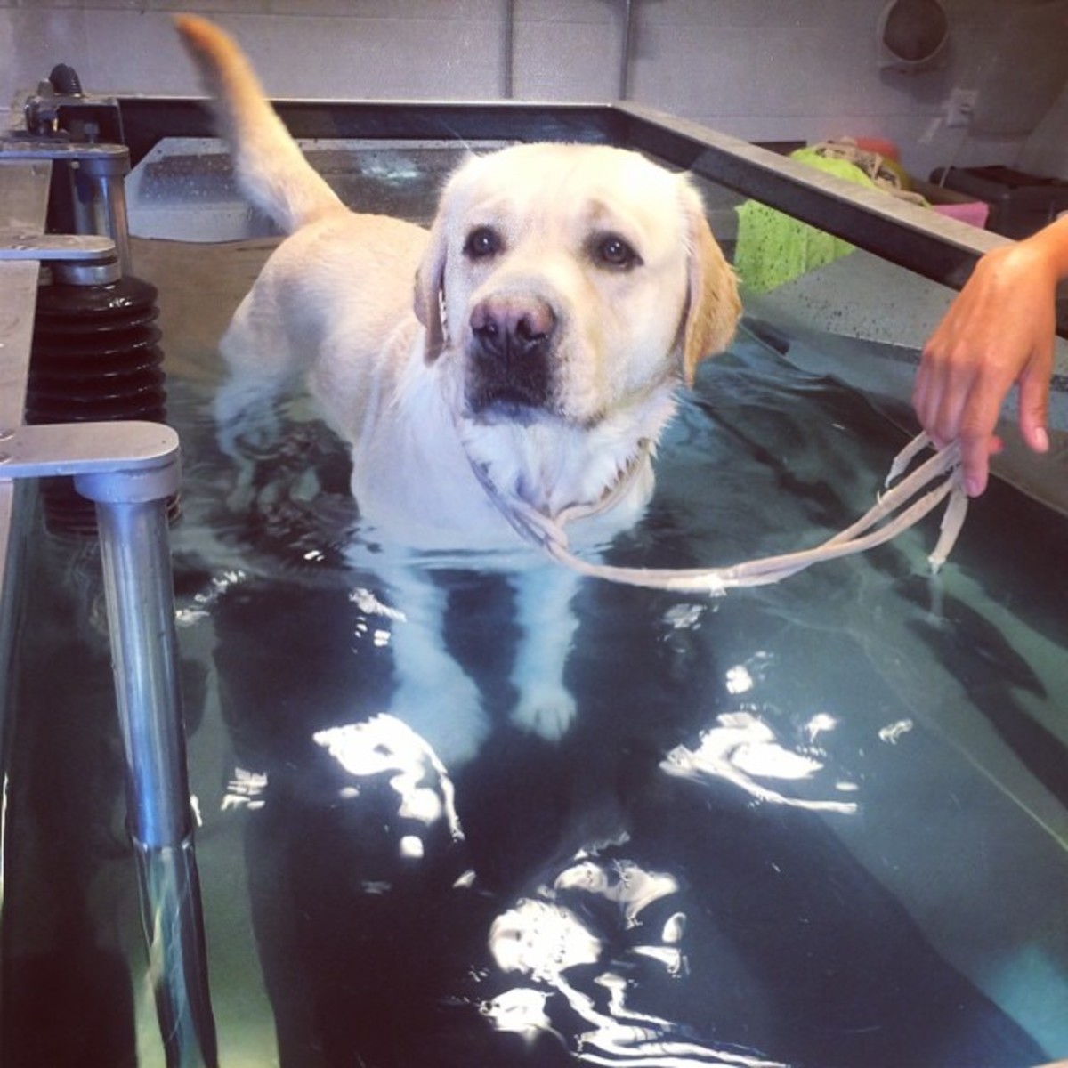 Walking on an underwater treadmill may be just the type of therapy your dog with IVDD needs. 