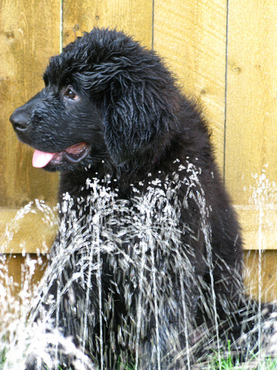The Newfoundland is a famous hero in the water.