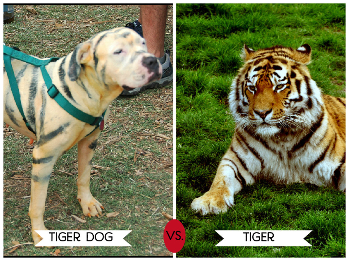 Tiger Stripe Pitbull | Dog Breed Info Red nose pitbull Merle Pitbulls Tiger...