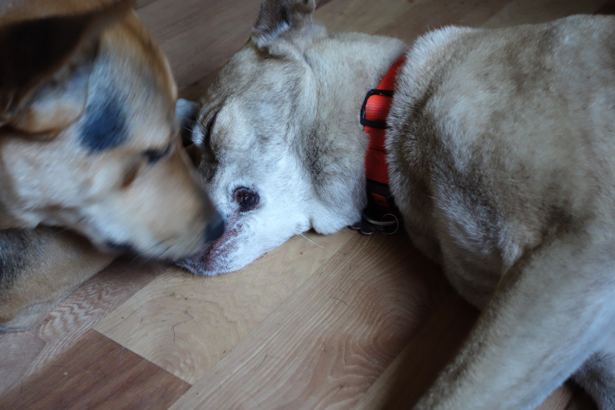 Boise (left) is blurry because she's moving - effectively illustrating the difference between a young dog and an old one...
