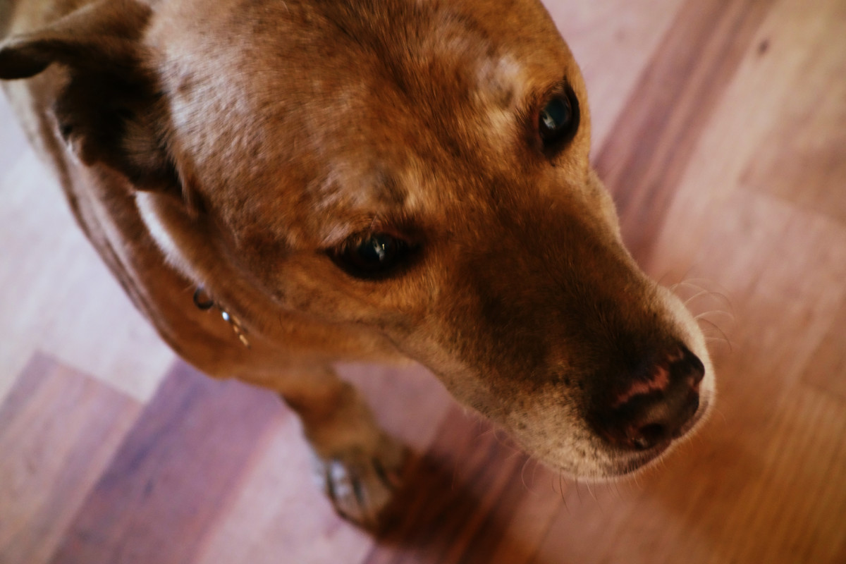 5-reasons-to-adopt-an-older-dog