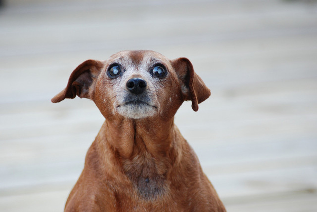 As dogs age, they need regular veterinary evaluations to ensure their health and well being.
