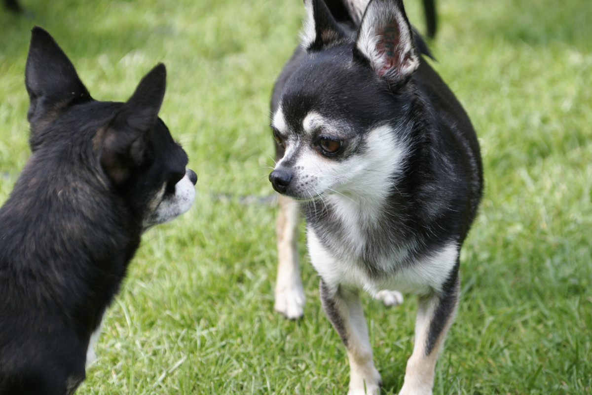 In spite of their small stature, Chihuahuas are known for their big personalities. 