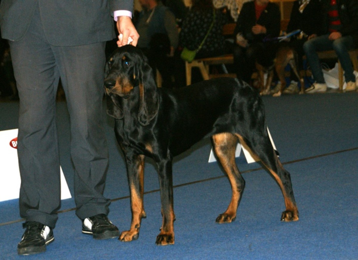 Top Trailing scent breed: the Black and Tan Coonhound trails rather than tracks its quarry on the scent trail. 