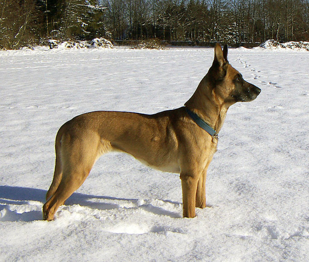 Belgian Malinois are used by police and military forces around the world.