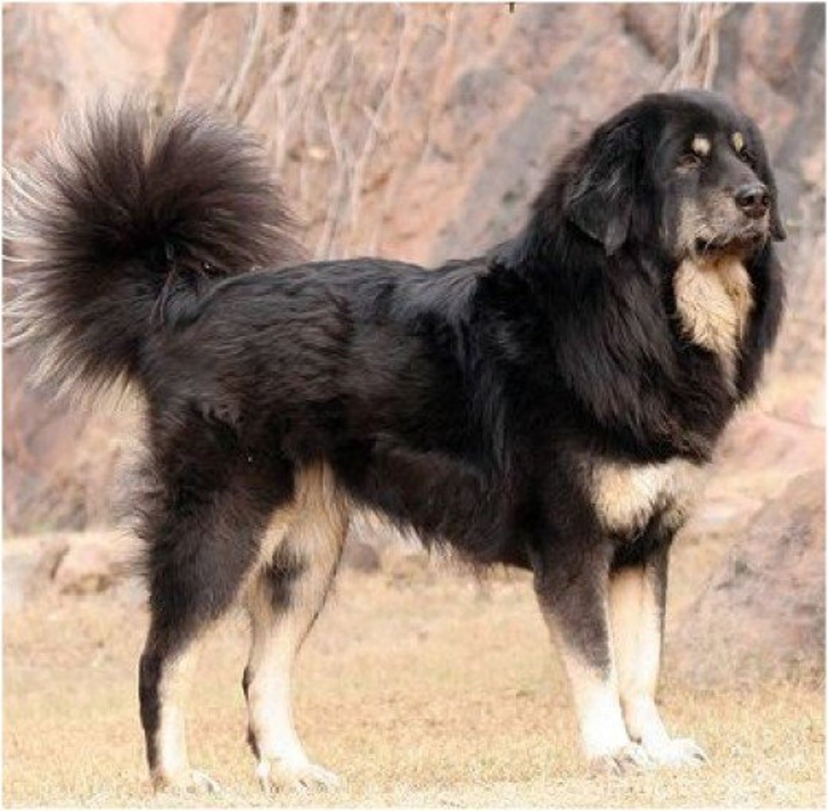 Indigenous Mastiff or Himalayan Guard Dog