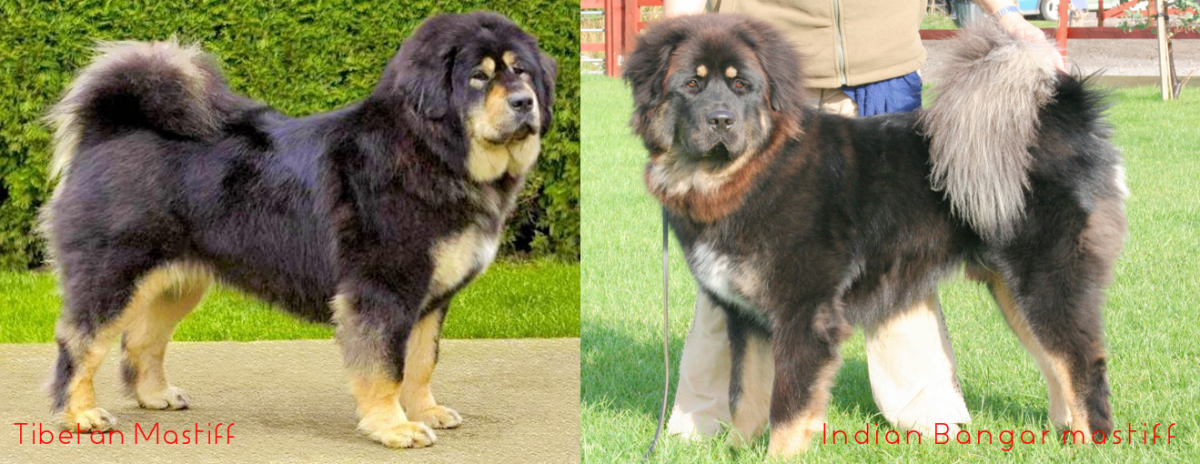 Bangara Mastiff  vs. Tibetan Mastiff