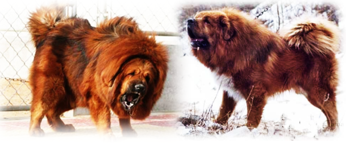 Tibetan Mastiff vs. Himalayan Indigenous Mastiff
