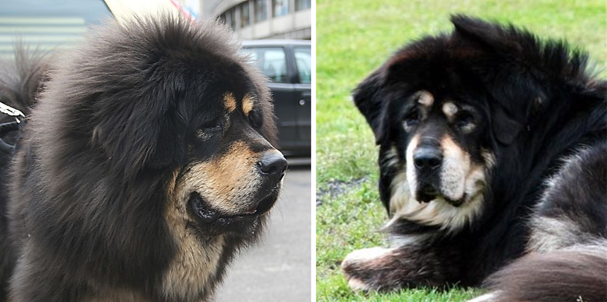 Nepali Mountain Dog vs. Tibetan Mastiff