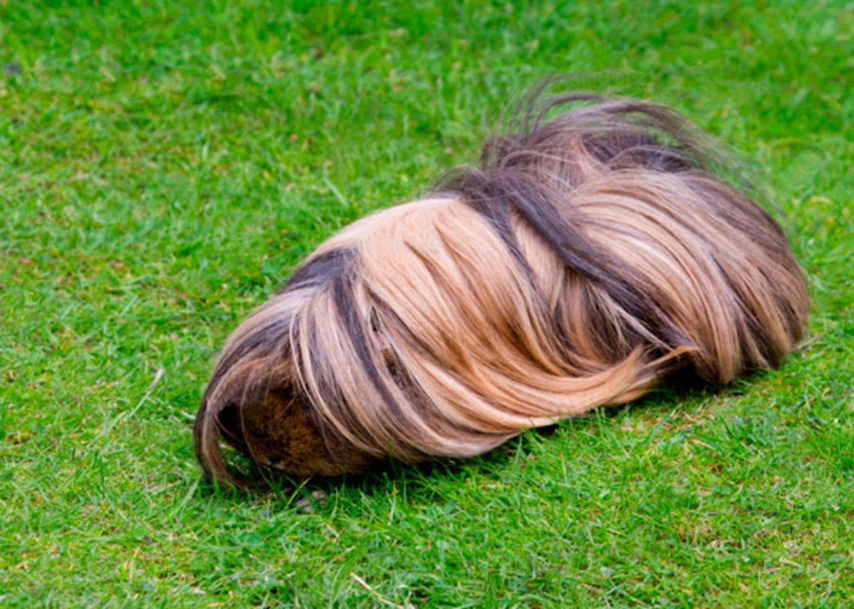 long haired sheltie guinea pig