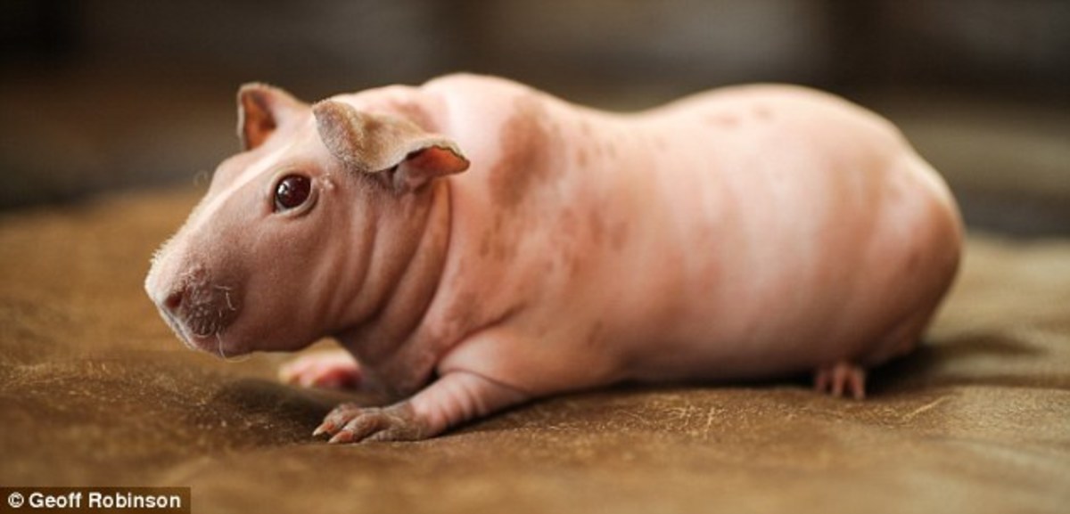 6 Hairless Animals That Will Freak You Out - PetHelpful