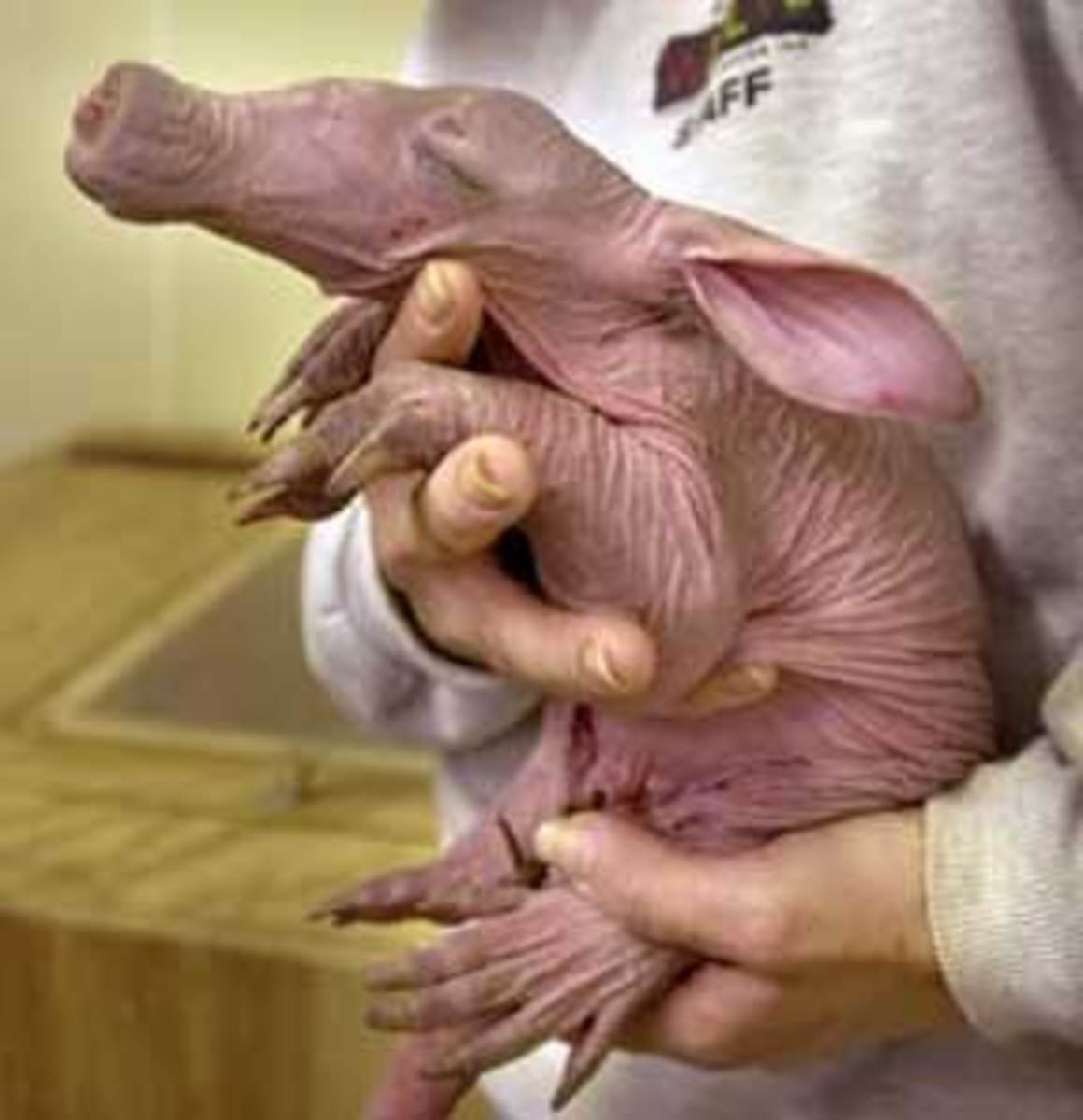 This one is pushing it; how does a hairless aardvark even happen?