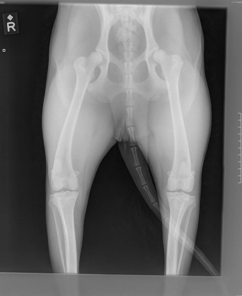 how much is a xray on a dogs leg