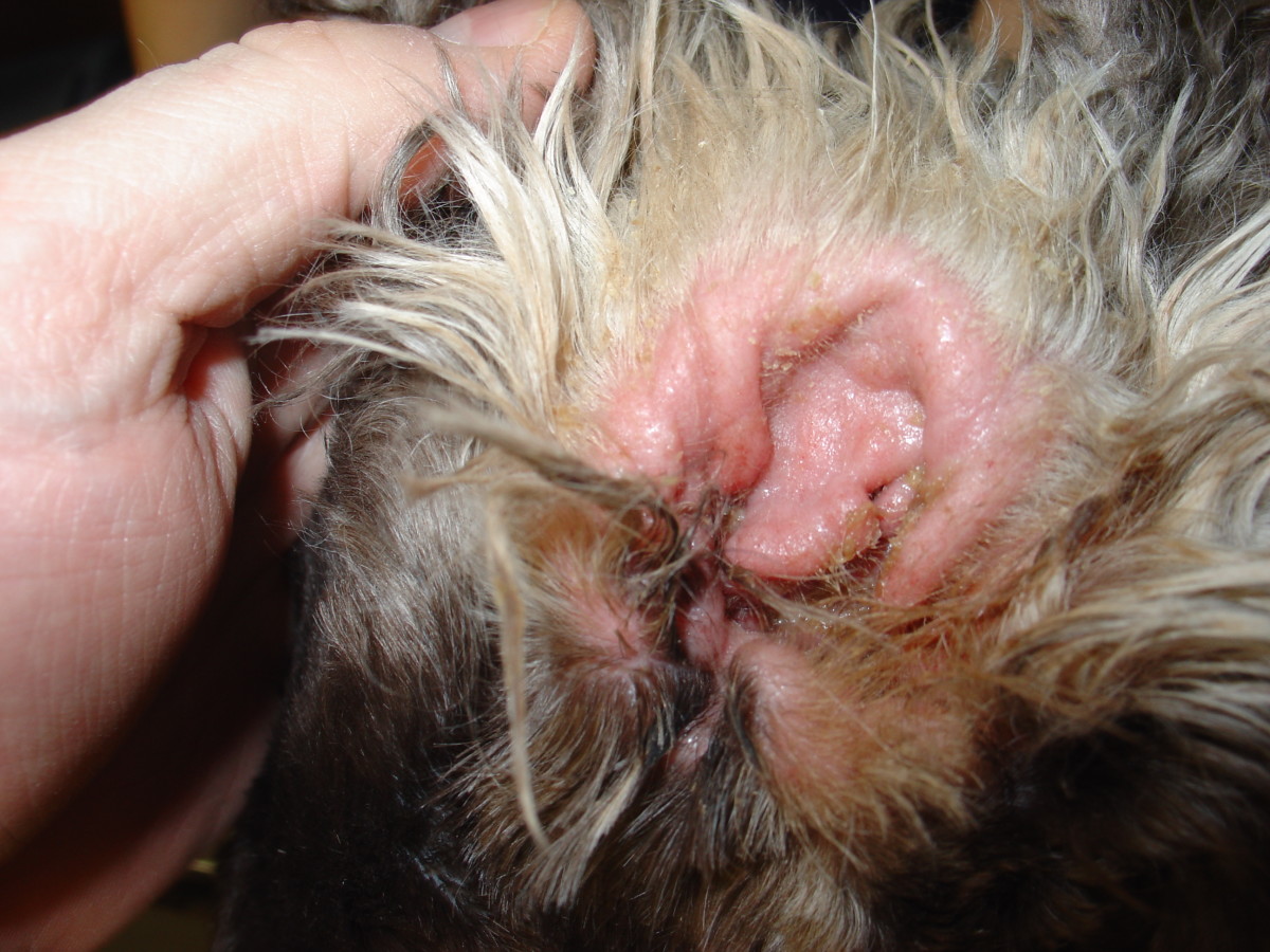 Bacterial ear infection in a spaniel