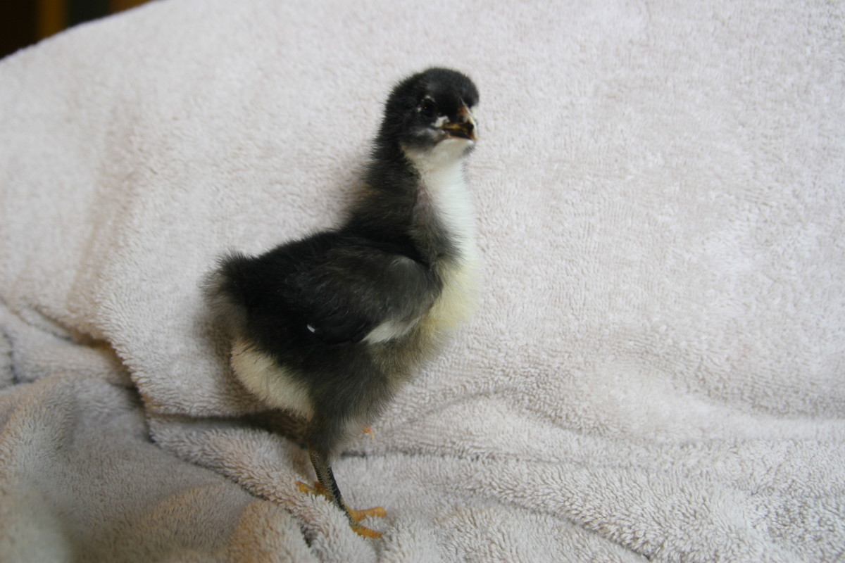 A one-week-old Australorp chick from our backyard flock.