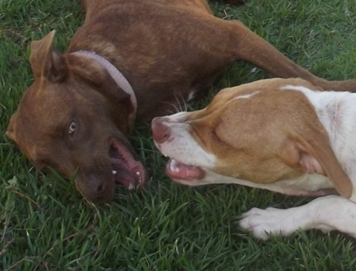 Some puppies aren't being aggressive at all—they just want to have fun!