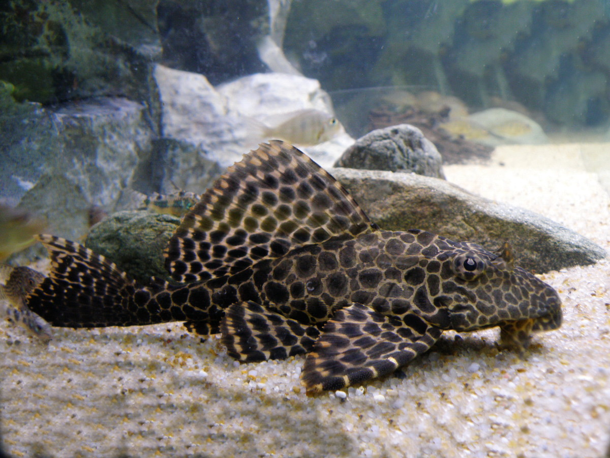 Plecostomus, aka the ""Sucker Fish". Not a good choice for small tanks!