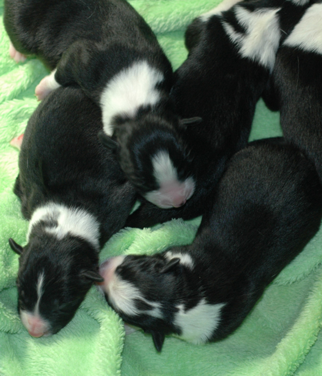 Clean Dry Puppies 3 hours after whelping.
