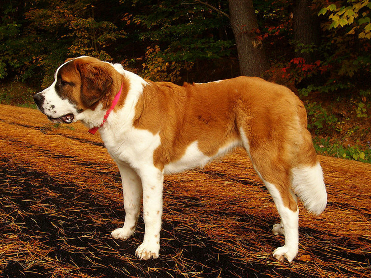 These dogs are the most massive on our list. The Beethoven dog breed.
