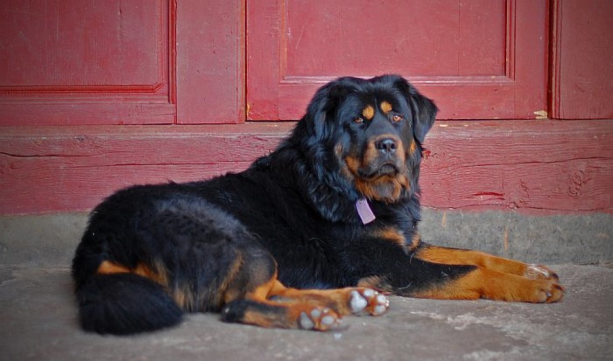 Tibetan Mastiffs are known to be natural pack leaders.