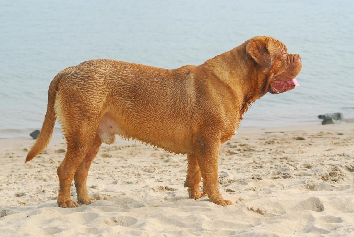 One of the oldest French dog breeds.