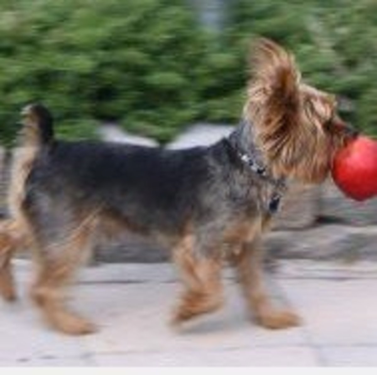 Yorkies are known for their trot!