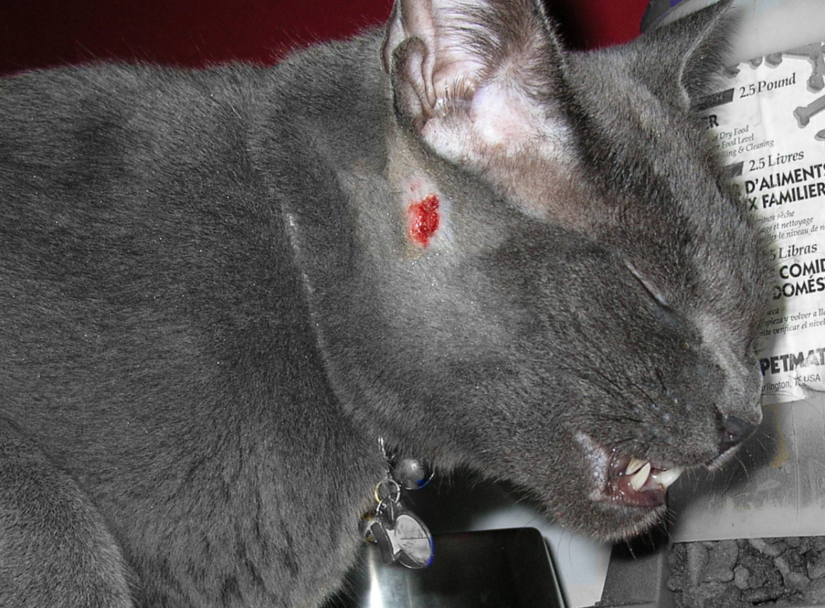 Humans and dogs are not the only victims of cat aggression 