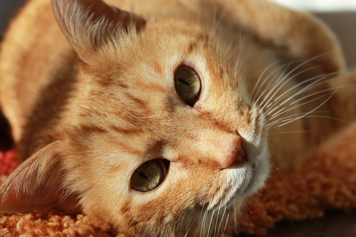 When Your Cat Dies: Gentle Tips to Heal Your Grieving Heart - PetHelpful