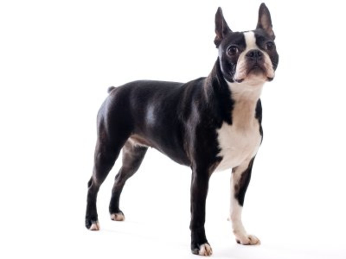 Boston terrier hot sale tail pocket