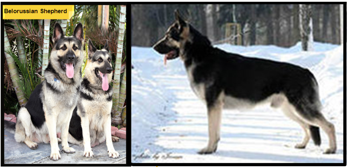 11 Dog Breeds Like The German Shepherd Pethelpful By Fellow Animal Lovers And Experts