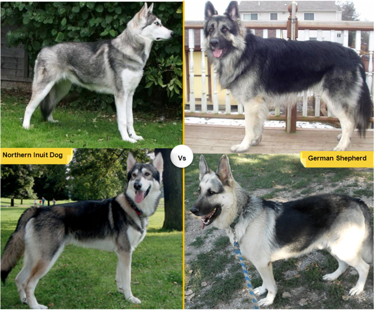 11 Dog Breeds Like The German Shepherd Pethelpful By Fellow Animal Lovers And Experts