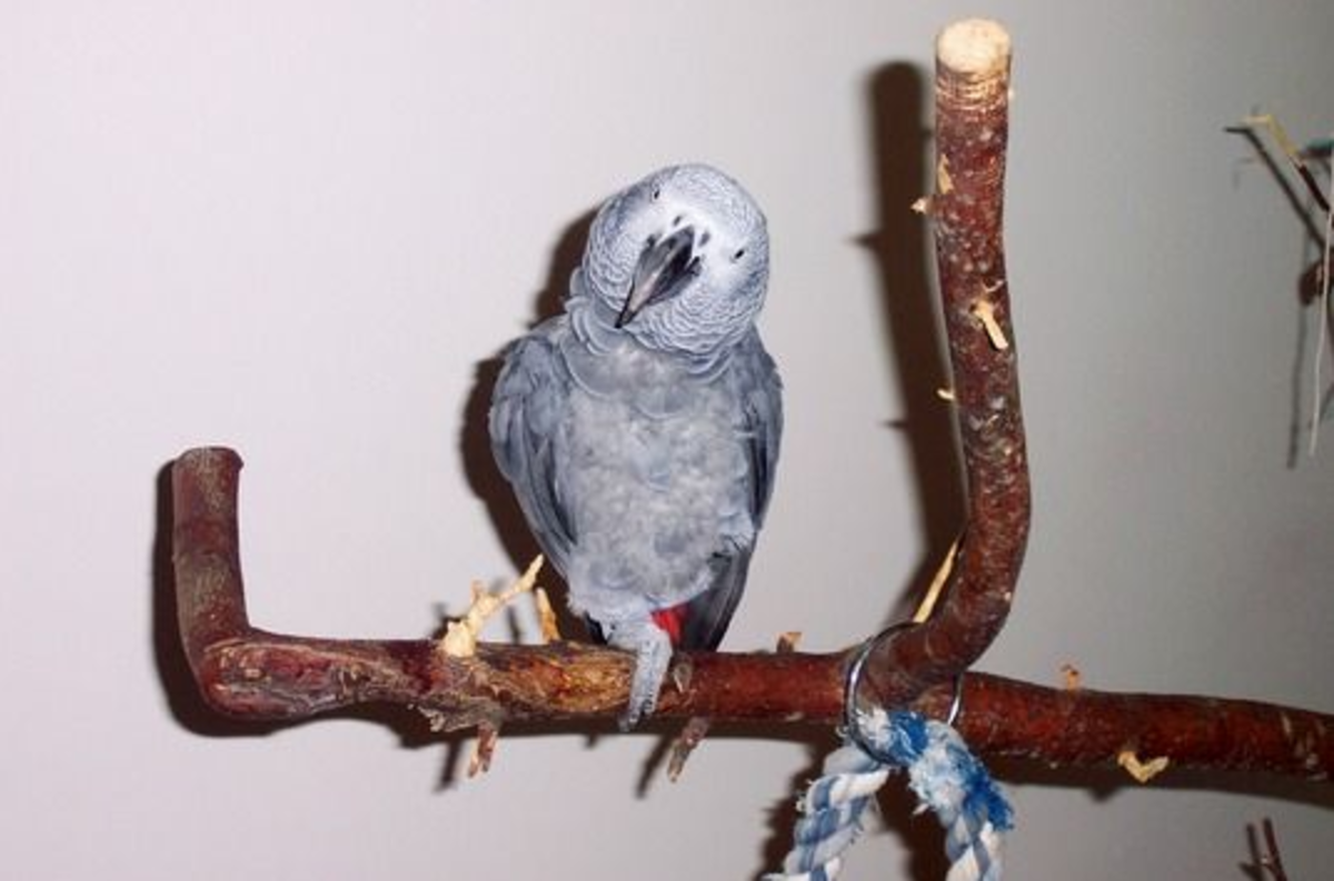 Beaker was missing a few feathers when he came to us as a rescue bird.