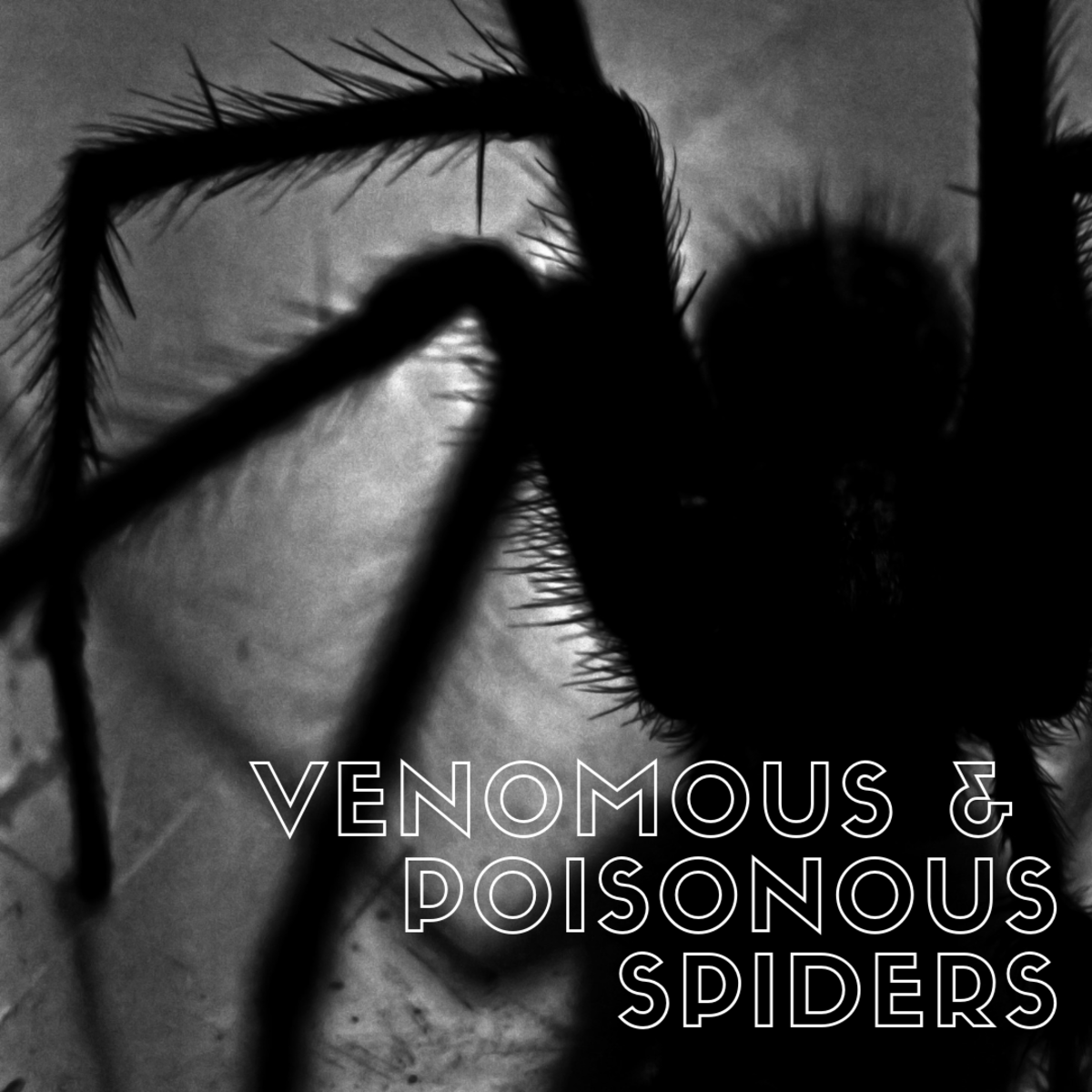 Poisonous and venomous spider FAQs